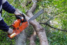 How to Choose the Best Tree Removal Service in Spokane: A Complete Guide